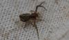 Tmarus sp.